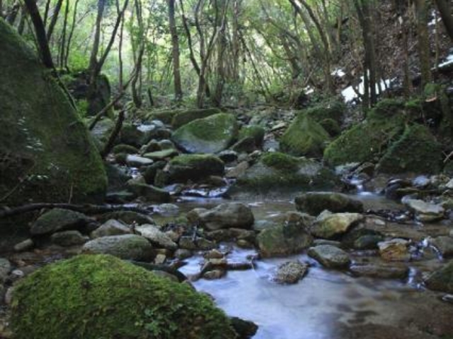 稲尾岳の照葉樹林の写真1