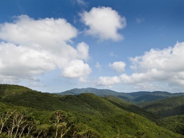 神屋・湯湾岳の照葉樹林の写真1
