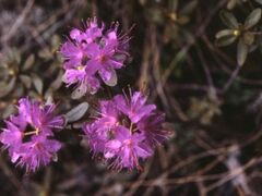 落石岬のサカイツツジ自生地の写真1