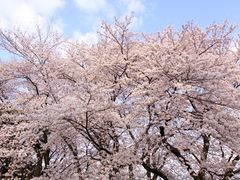砧公園の桜の写真1
