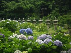 月照寺のアジサイの写真1