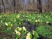 網走湖の水芭蕉の写真1