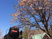 桜山公園の桜の写真2