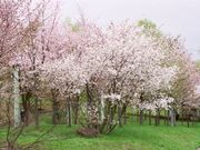 桜山公園の桜の写真4
