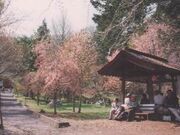 善光寺の桜の写真1
