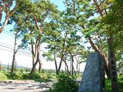 国道5号線 赤松並木の道の写真1