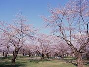 青葉ヶ丘公園の桜の写真1