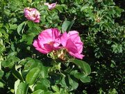 キムアネップ岬のハマナスの写真1