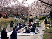葛西用水桜並木の写真1