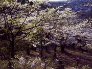 鶴舞公園の桜の写真1