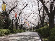 南砂緑道公園の桜の写真1