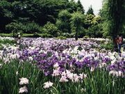 湖南衛生組合菖蒲園の写真1