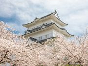 小田原城の写真2