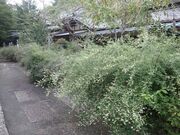 蓮華寺のはぎの写真1