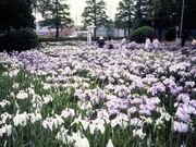油ケ渕遊園地花しょうぶ園の写真1