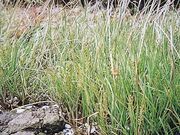 シバナ群落の写真1