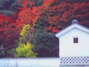 堀庭園/もみじの写真2