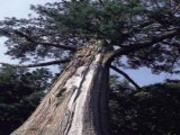 鷲原の大杉の写真1