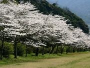 鷲原公園/さくらの写真2