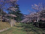 鷲原公園/さくらの写真1