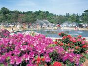 稲佐山公園のツツジ・サツキの写真1