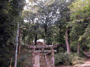 熊野神社植物群の写真1
