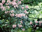 多良岳のツクシシャクナゲの写真1