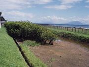喜入のリュウキュウコウガイ産地(メヒルギ)の写真1