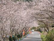 観音ヶ池市民の森の桜の写真1