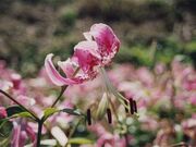 カノコユリの写真1