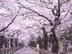 青山霊園の桜の写真4