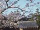 亀岡公園の桜の写真2