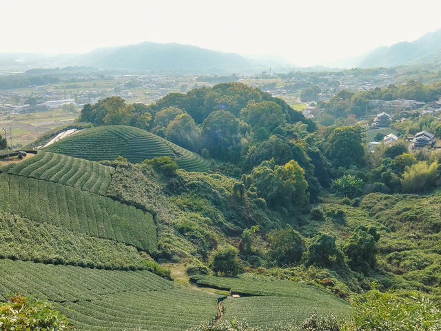 恭仁宮跡の周辺には美しい茶畑が広がり、四季折々の風景を楽しめます。悠久の歴史とともに、地域の暮らしを今に伝えています。_恭仁宮跡