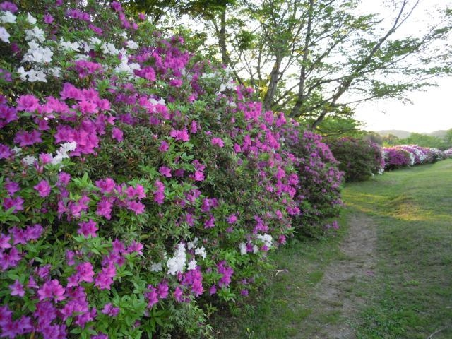 福市遺跡公園のつつじ_福市遺跡