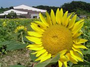 掛川市文化会館シオーネの写真2