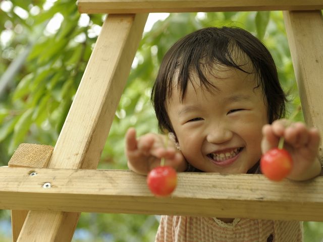 さくらんぼ狩り_大橋さくらんぼ園