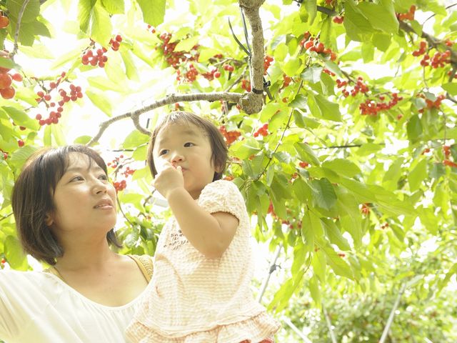 さくらんぼ狩り_大橋さくらんぼ園