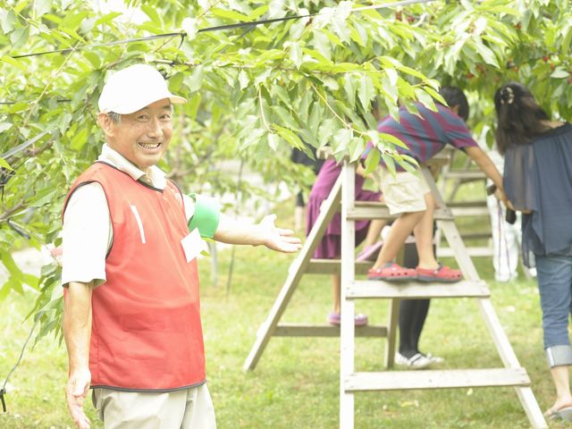 さくらんぼ畑_大橋さくらんぼ園