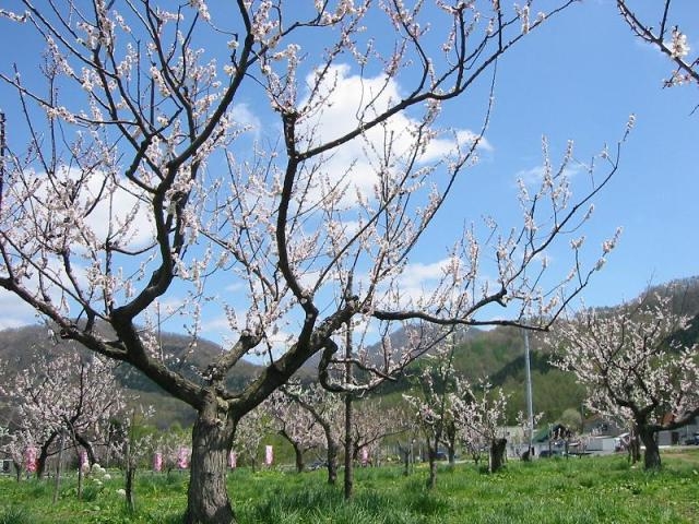 三笠あすか梅の杜