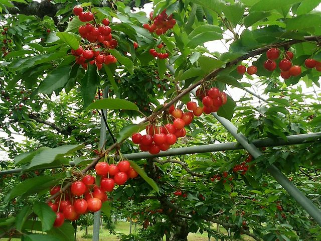 2019 紅秀峰
7月3日_フルーツロード坂東園