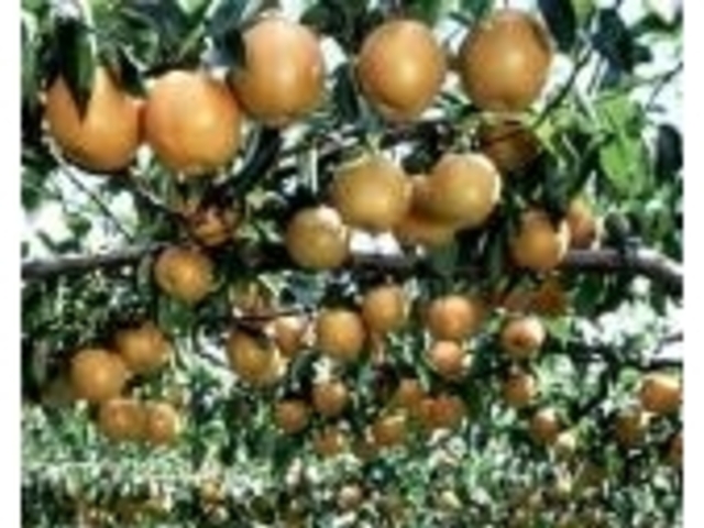 梨・リンゴ狩り(八代果樹園)の写真1