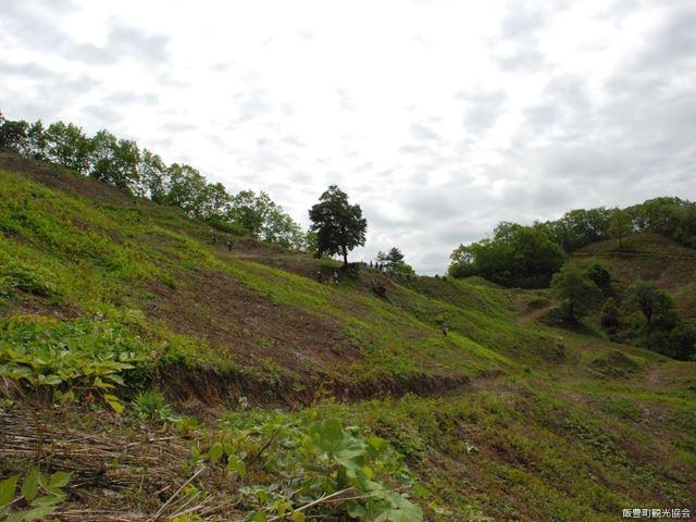 小稲沢わらび園_小稲沢わらび園