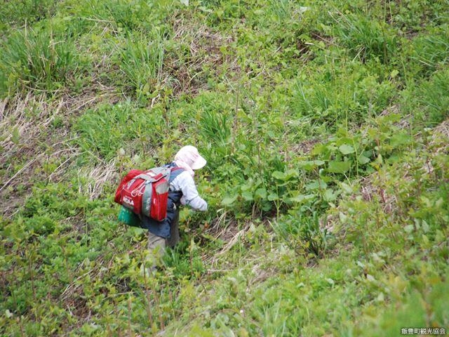 小稲沢わらび園_小稲沢わらび園