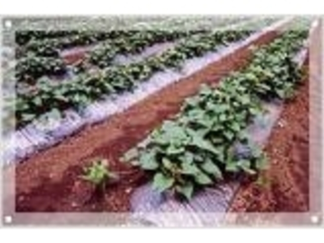 森田農園の写真1