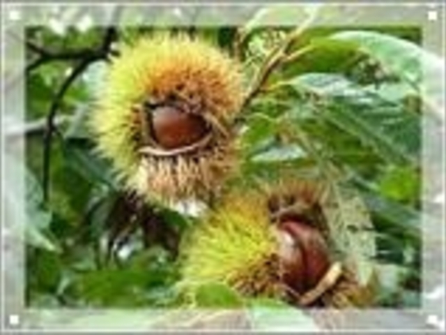 田中ぶどう園の写真1