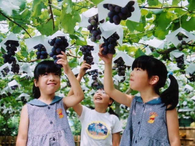 東金ぶどう郷の写真1