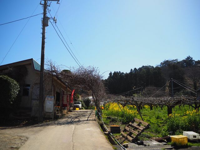 旅名観光農園フルーツ村