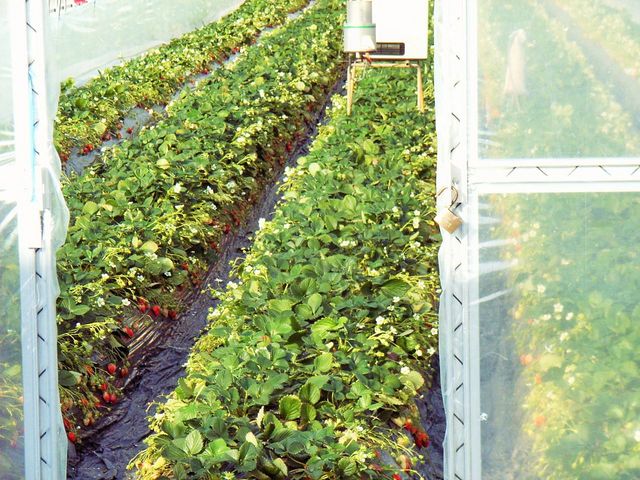 小曲町いちご狩り