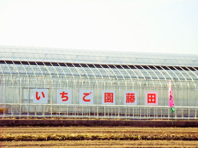 小曲町いちご狩り