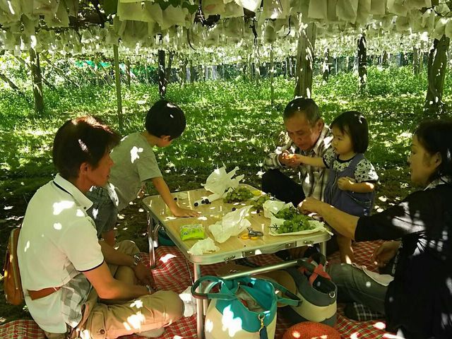 ぶどう狩り体験_山本農園